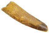 Fossil Spinosaurus Tooth - Real Dinosaur Tooth #363529-1